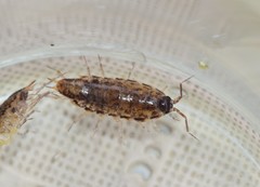 Chaetophiloscia elongata