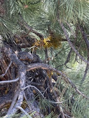 Arceuthobium vaginatum cryptopodum