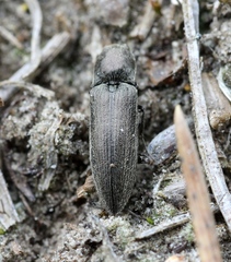 Cidnopus aeruginosus