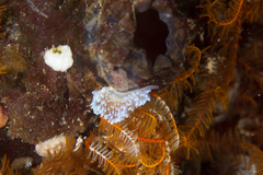 Antiopella longidentata