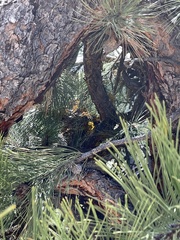 Arceuthobium vaginatum cryptopodum