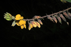 Crotalaria nitens