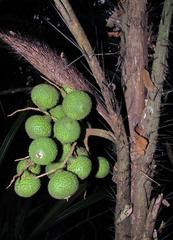 Bactris hatschbachii