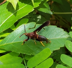 Vitacea polistiformis