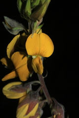 Crotalaria nitens