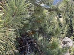 Arceuthobium vaginatum cryptopodum