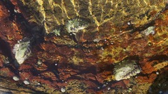 Austrolittorina