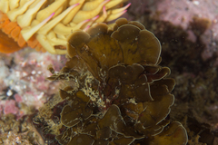 Exallosorus harveyanus