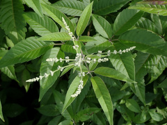 Vitex negundo cannabifolia