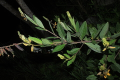 Crotalaria nitens