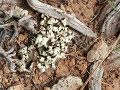 Cladonia convoluta