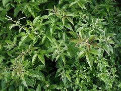 Vitex negundo cannabifolia