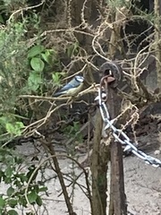 Cyanistes caeruleus