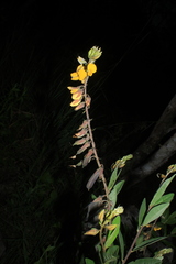 Crotalaria nitens