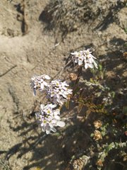 Iberis procumbens