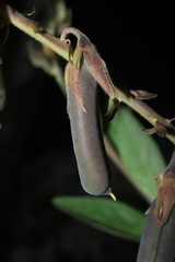 Crotalaria nitens
