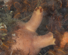 Ascidia incrassata