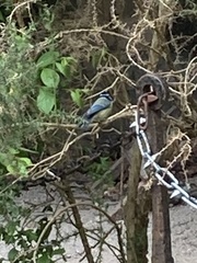 Cyanistes caeruleus