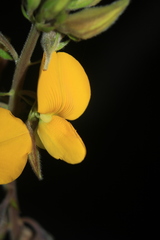 Crotalaria nitens