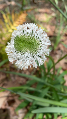 Marshallia caespitosa