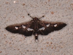 Desmia subdivisalis