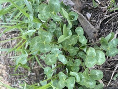 Trifolium pratense