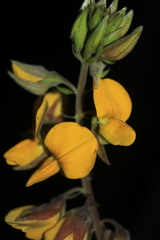 Crotalaria nitens