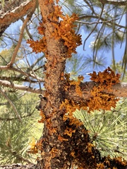 Arceuthobium vaginatum cryptopodum