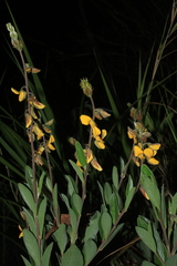 Crotalaria nitens