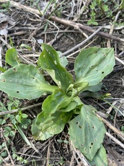 Plantago major