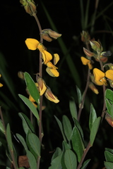 Crotalaria nitens
