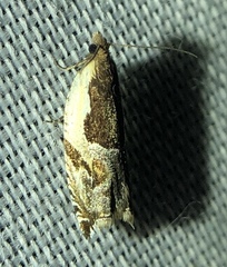 Ancylis simuloides