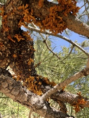 Arceuthobium vaginatum cryptopodum