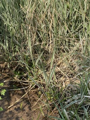 Phalaris canariensis