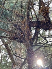 Arceuthobium vaginatum cryptopodum