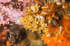 Gigantopora polymorpha