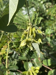 Paederia bojeriana foetens