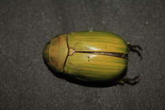 Pelidnota prasina