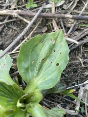 Plantago major