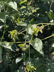Paederia bojeriana foetens