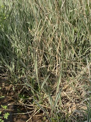 Phalaris canariensis