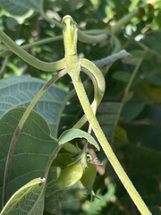 Paederia bojeriana foetens