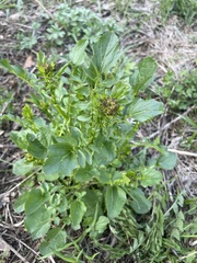 Barbarea vulgaris
