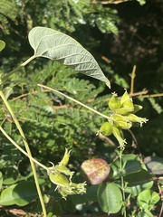 Paederia bojeriana foetens