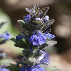 Ajuga genevensis