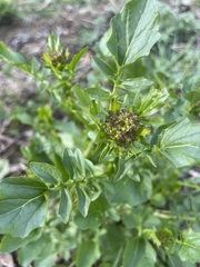 Barbarea vulgaris