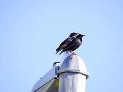 Sturnus vulgaris