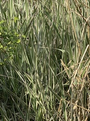Phalaris canariensis