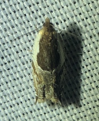 Ancylis simuloides