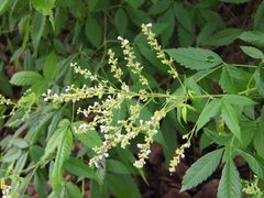 Vitex negundo cannabifolia